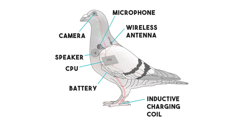pigeon-drone